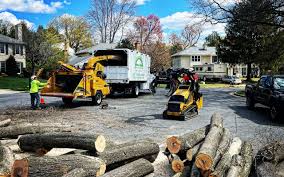 Reliable The Village, OK Tree Services Solutions