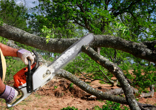 How Our Tree Care Process Works  in  The Village, OK